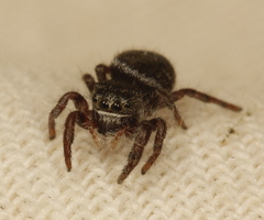 Phidippus olympus