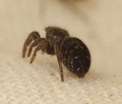 Phidippus olympus