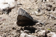 Erynnis icelus