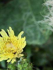 Sonchus oleraceus