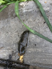 Heterovaginina limayana