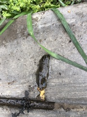 Heterovaginina limayana