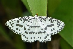 Abraxaphantes perampla