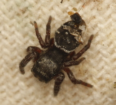 Phidippus olympus