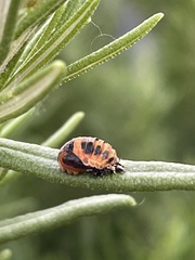 Harmonia axyridis