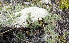 Pimelea sericeovillosa