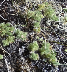 Pimelea sericeovillosa