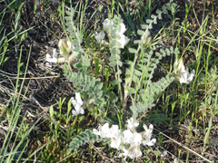 Astragalus parryi