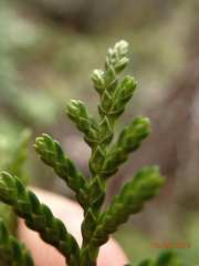 Libocedrus