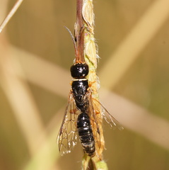 Thynnoidea