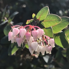 Arctostaphylos pajaroensis