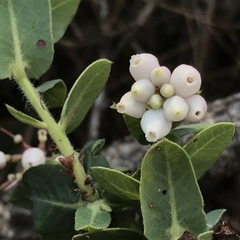 Arctostaphylos pajaroensis