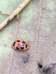 Harmonia axyridis