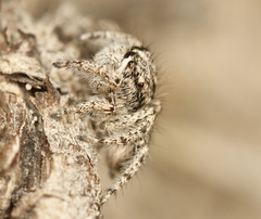 Habronattus hirsutus