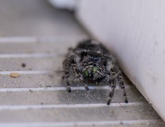 Phidippus audax
