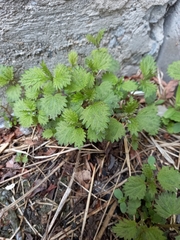 Urtica angustifolia