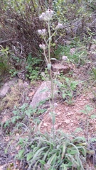 Phacelia secunda pinnata