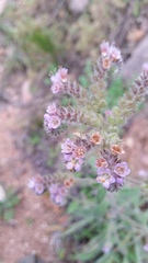 Phacelia secunda pinnata