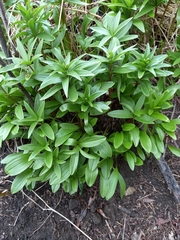Fritillaria camschatcensis