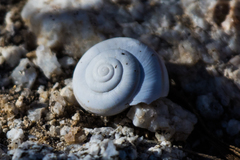 Sonorelix borregoensis