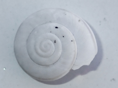 Sonorelix borregoensis