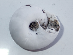 Sonorelix borregoensis