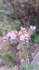 Phacelia secunda pinnata