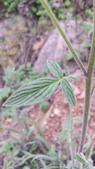 Phacelia secunda pinnata
