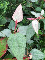 Lasiopetalum macrophyllum