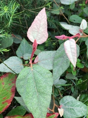 Lasiopetalum macrophyllum
