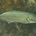 Bluefish - Photo (c) John Sear, some rights reserved (CC BY-NC), uploaded by John Sear
