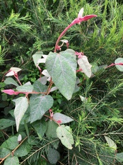 Lasiopetalum macrophyllum