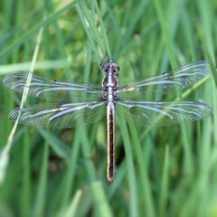 Libellula cyanea
