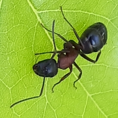 Camponotus novaeboracensis
