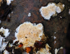 Steccherinum nitidum