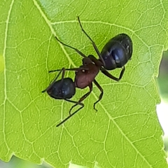 Camponotus novaeboracensis