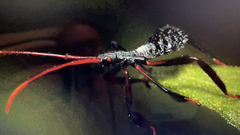 Acanthocephalini