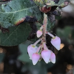 Arctostaphylos pajaroensis