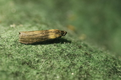 Sciota fumella