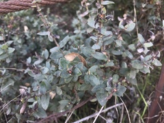 Arctostaphylos pajaroensis