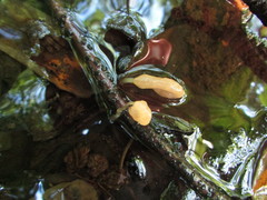 Mitrula lunulatospora