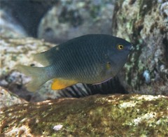 Plectroglyphidodon gascoynei