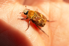 Hoplia trifasciata