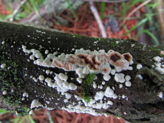 Scytinostroma artocreas