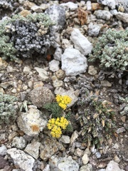Oreoxis alpina