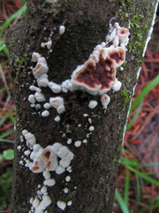 Scytinostroma artocreas