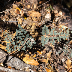 Pellaea intermedia