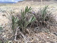 Mertensia lateriflora