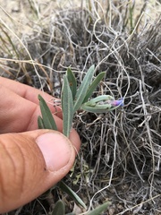 Mertensia lateriflora