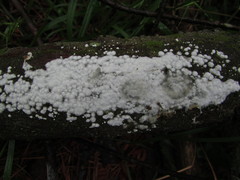 Scytinostroma artocreas